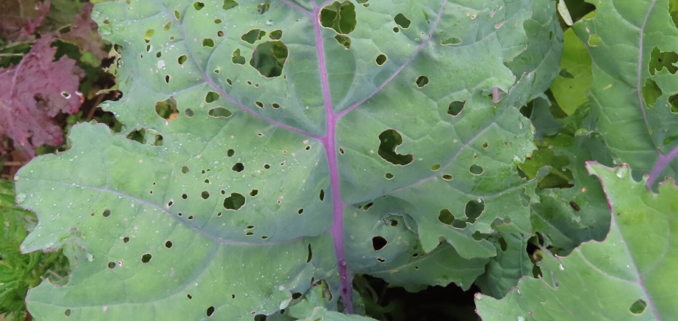 What Is Eating My Plants? – Mother Earth News - Vimarsana News
